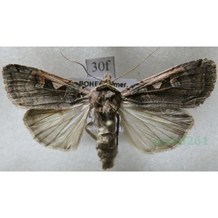 Xestia c-nigrum (Linnaeus, 1758) Rolnica panewka Czech30f